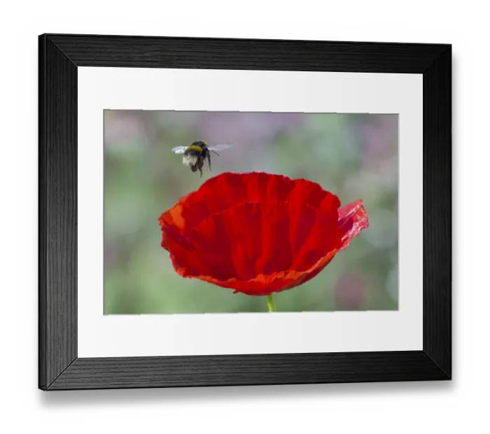 Framed Print : Buff-tailed bumblebee (Bombus terrestris) flying to Oriental poppy (Papaver orientale) Framed Print : Buff-tailed bumblebee (Bombus terrestris) flying to Oriental poppy (Papaver orientale)