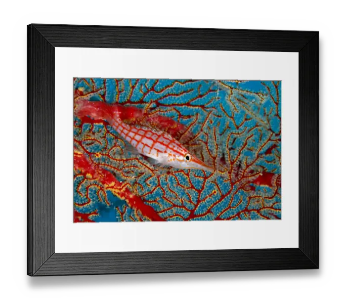 Framed Print : Longnose hawkfish (Oxycirrhites typus) hiding in coral, Tubbataha Reef Natural Park Framed Print : Longnose hawkfish (Oxycirrhites typus) hiding in coral, Tubbataha Reef Natural Park