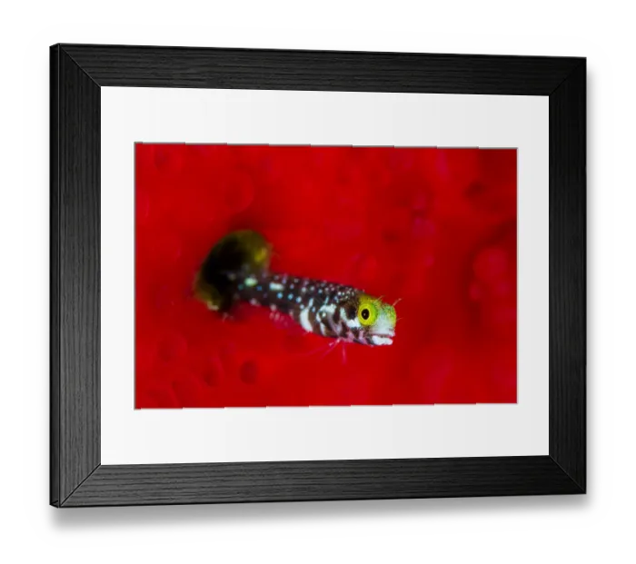 Framed Print : RF - Spinyhead blenny fish (Acanthemblemaria spinosa) extends out of its hole in a red Framed Print : RF - Spinyhead blenny fish (Acanthemblemaria spinosa) extends out of its hole in a red