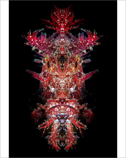 Mirrored portrait of a Weedy scorpionfish (Rhinopias frondosa)