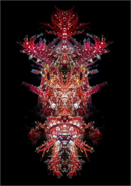 Mirrored portrait of a Weedy scorpionfish (Rhinopias frondosa)