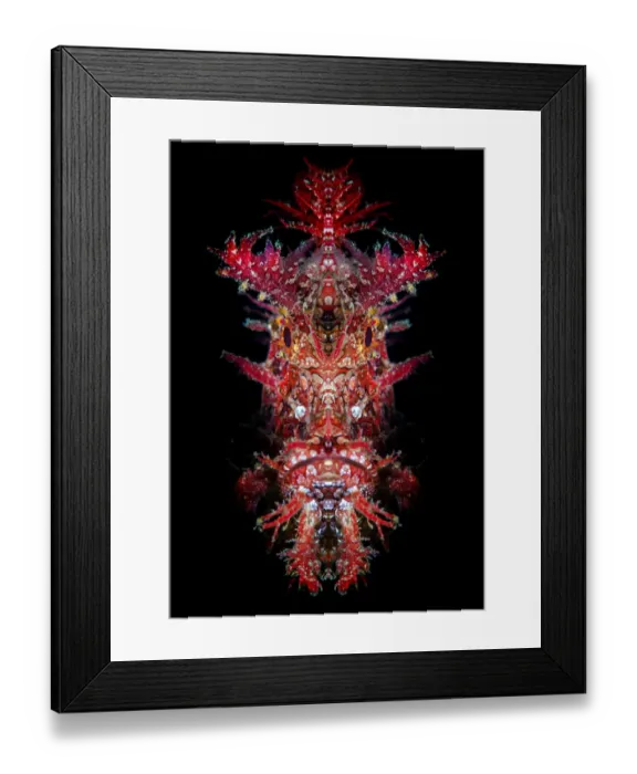 Framed Print : Mirrored portrait of a Weedy scorpionfish (Rhinopias frondosa) Framed Print : Mirrored portrait of a Weedy scorpionfish (Rhinopias frondosa)