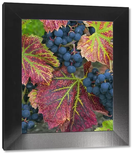 RF - Ripe black grapes Regent variety with autumn coloured leaves, Norfolk