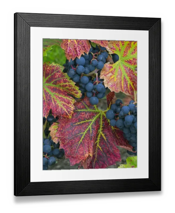 Framed Print : RF - Ripe black grapes Regent variety with autumn coloured leaves, Norfolk Framed Print : RF - Ripe black grapes Regent variety with autumn coloured leaves, Norfolk