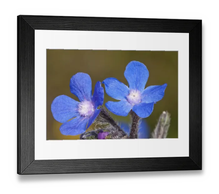Framed Print : Summer Forget-me-not (Anchusa azurea) in flower, Chania, Crete, April Framed Print : Summer Forget-me-not (Anchusa azurea) in flower, Chania, Crete, April