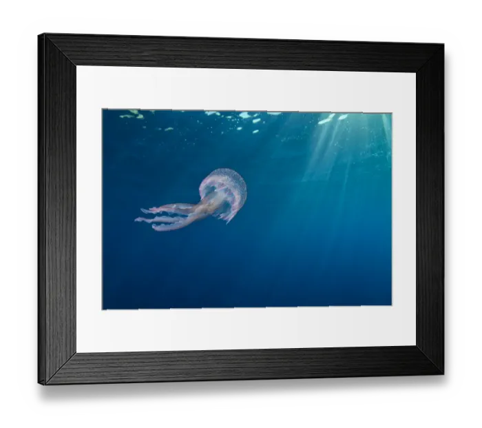 Framed Print : RF- Small jellyfish (Pelagia noctiluca) swimming beneath surface Framed Print : RF- Small jellyfish (Pelagia noctiluca) swimming beneath surface