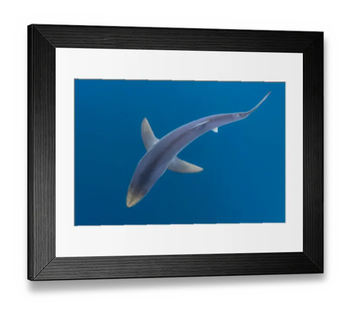 Framed Print : Blue shark (Prionace glauca) as it cruises beneath the surface of the English Channel