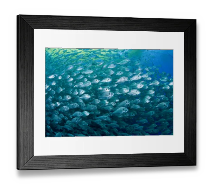 Framed Print : Thousand of Gilt-head bream (Sparus aurata) inside a sea cage used for aquaculture Framed Print : Thousand of Gilt-head bream (Sparus aurata) inside a sea cage used for aquaculture