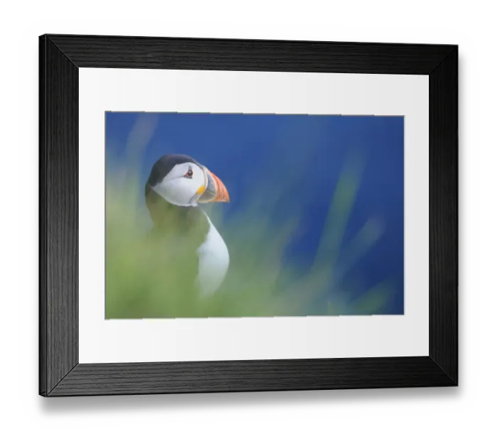 Framed Print : Puffin (Fratercula arctica) at a breeding colony. Fowlsheugh, Scotland, June