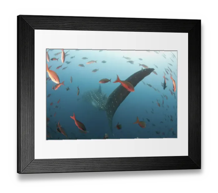 Framed Print : Whale shark (Rhincodon typus) Galapagos Islands. Darwin Island and Arch, Galapagos Framed Print : Whale shark (Rhincodon typus) Galapagos Islands. Darwin Island and Arch, Galapagos