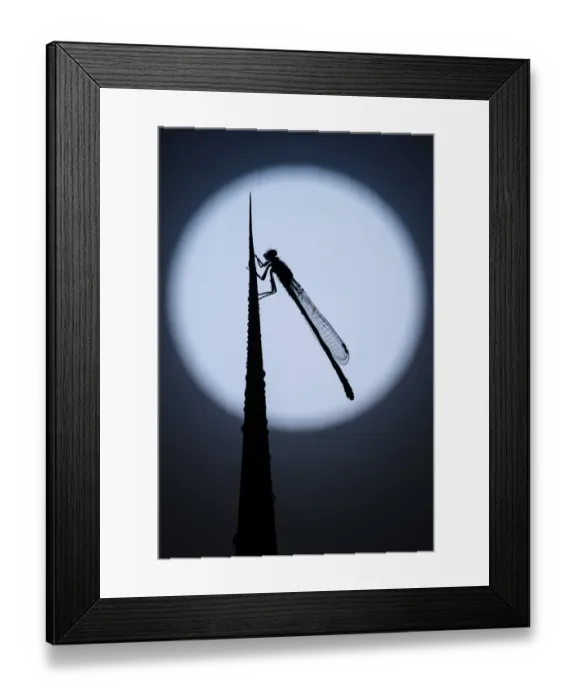 Framed Print : Blue tailed damselfly (Enallagma cyathigerum) silhouetted against the moon, Tamar Lakes Framed Print : Blue tailed damselfly (Enallagma cyathigerum) silhouetted against the moon, Tamar Lakes