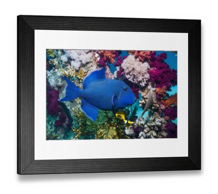 Framed Print : Blue triggerfish (Pseudobalistes fuscus) Egypt, Red Sea Framed Print : Blue triggerfish (Pseudobalistes fuscus) Egypt, Red Sea