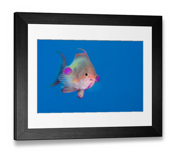 Framed Print : Male Scalefin anthias (Pseudanthias squamipinnis) swimming in open water, Ras Katy Framed Print : Male Scalefin anthias (Pseudanthias squamipinnis) swimming in open water, Ras Katy