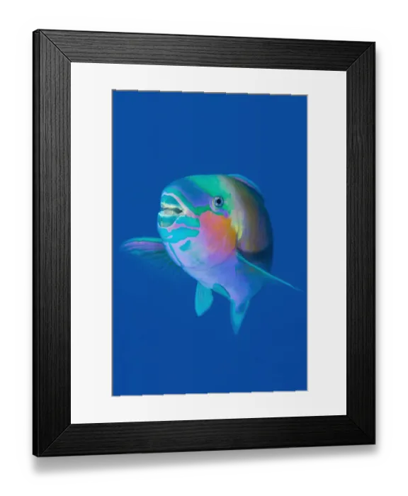 Framed Print : Male Bullethead parrotfish (Chlorurus sordidus) displaying in late afternoon. Ras Katy Framed Print : Male Bullethead parrotfish (Chlorurus sordidus) displaying in late afternoon. Ras Katy