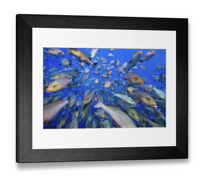 Framed Print : School of Bohar snappers (Lutjanus bohar) Shark Reef, Ras Mohammed Marine Park, Sinai, Egypt Framed Print : School of Bohar snappers (Lutjanus bohar) Shark Reef, Ras Mohammed Marine Park, Sinai, Egypt