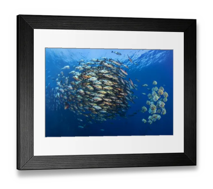 Framed Print : Large school of Bohar snappers (Lutjanus bohar) gather with smaller shoal of Batfish Framed Print : Large school of Bohar snappers (Lutjanus bohar) gather with smaller shoal of Batfish