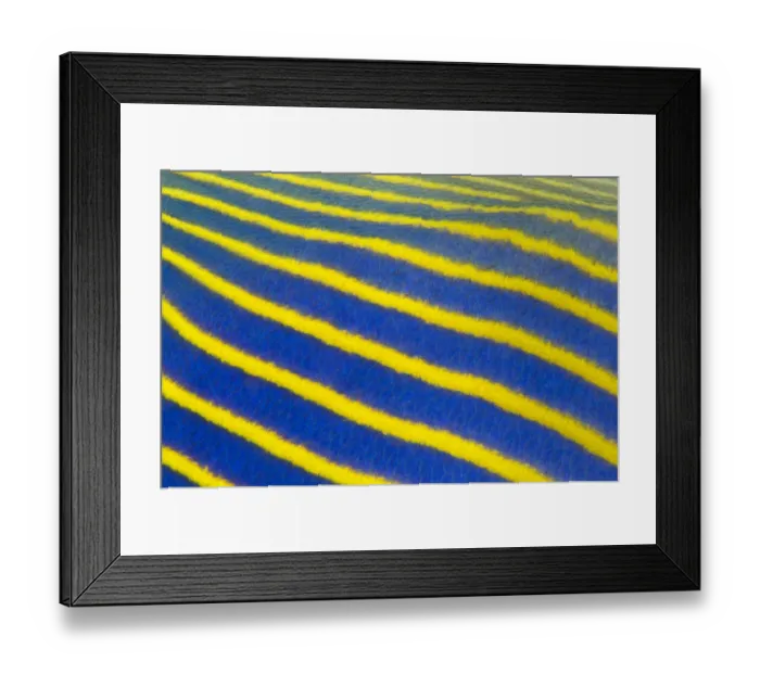 Framed Print : Detail of pattern of an adult Emperor angelfish (Pomacanthus imperator) Seraya, Tulamben Framed Print : Detail of pattern of an adult Emperor angelfish (Pomacanthus imperator) Seraya, Tulamben