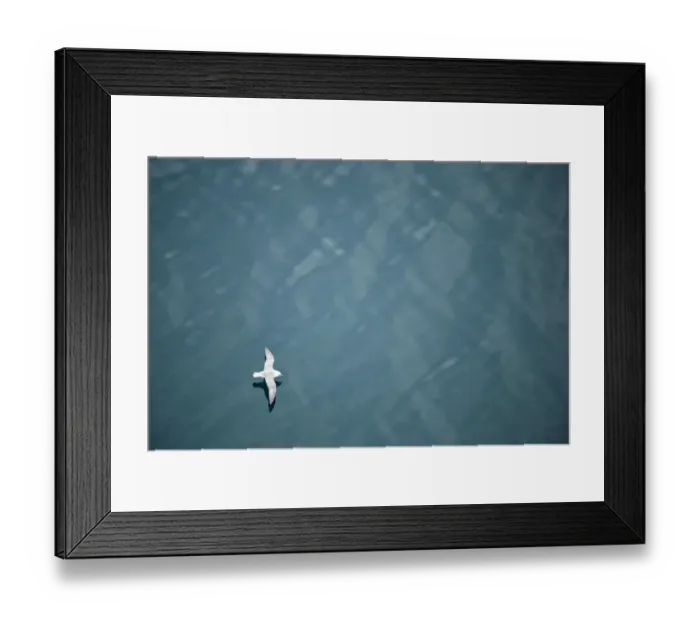 Framed Print : Fulmar (Fulmarus glacialis) flying over sea, Iceland Framed Print : Fulmar (Fulmarus glacialis) flying over sea, Iceland