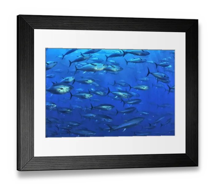 Framed Print : Atlantic bluefin tuna (Thunnus thynnus) within tuna farm, containing around 1000 per net