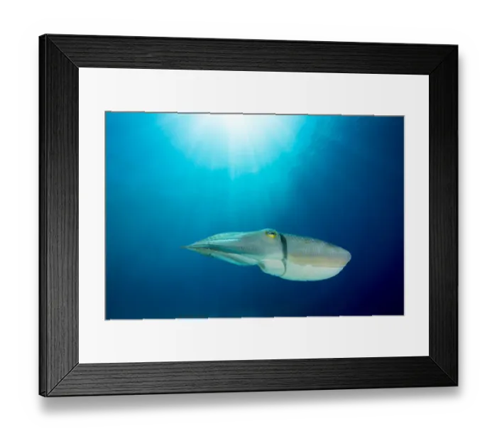 Framed Print : Broadclub cuttlefish (Sepia latimanus) Komodo National Park, Indonesia Framed Print : Broadclub cuttlefish (Sepia latimanus) Komodo National Park, Indonesia