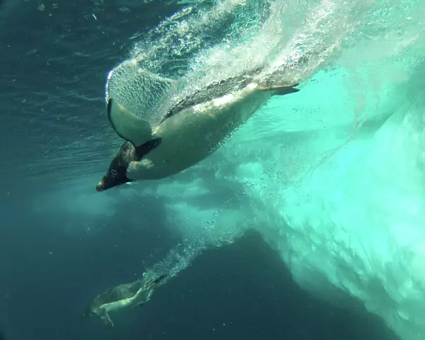 Adelie penguin (Pygoscelis adeliae) diving near ice flow, Antarctica. Small reproduction only