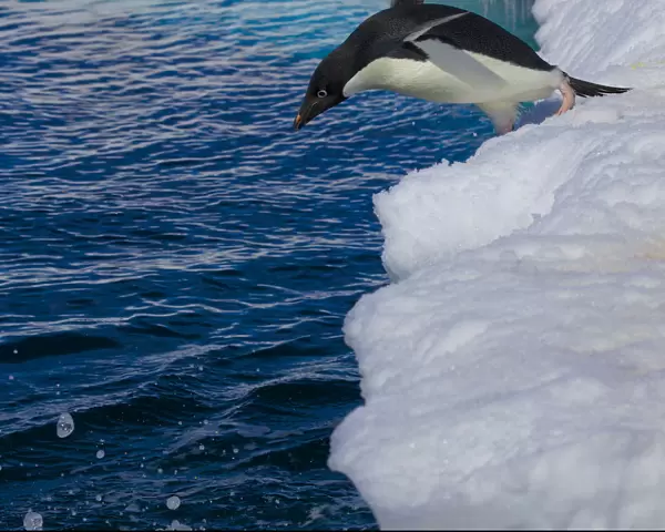Adelie penguin (Pygoscelis adeliae) jumping from ice edge into the sea, Antarctica
