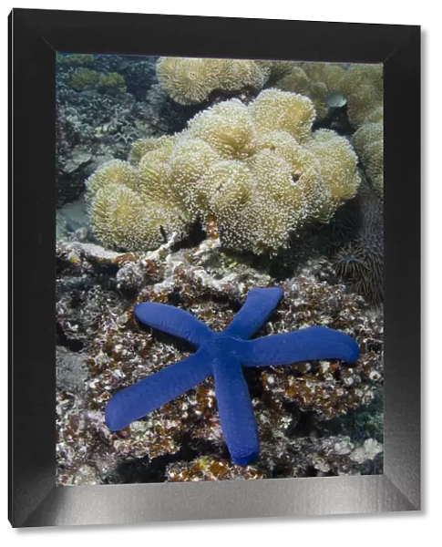 Blue sea star (Linckia laevigata) on coral reef, Fiji, South Pacific