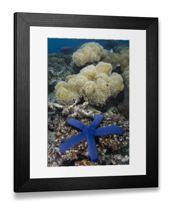 Framed Print : Blue sea star (Linckia laevigata) on coral reef, Fiji, South Pacific Framed Print : Blue sea star (Linckia laevigata) on coral reef, Fiji, South Pacific