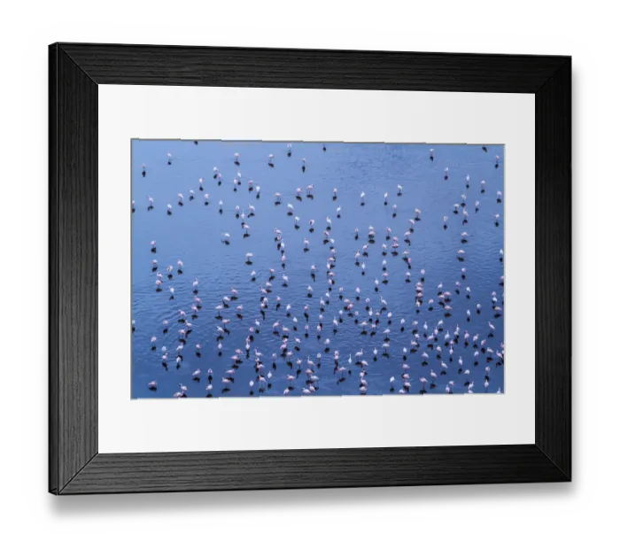 Framed Print : Lesser flamingo (Phoeniconaias minor) flock, aerial view, Magadi lake, Kenya, September Framed Print : Lesser flamingo (Phoeniconaias minor) flock, aerial view, Magadi lake, Kenya, September