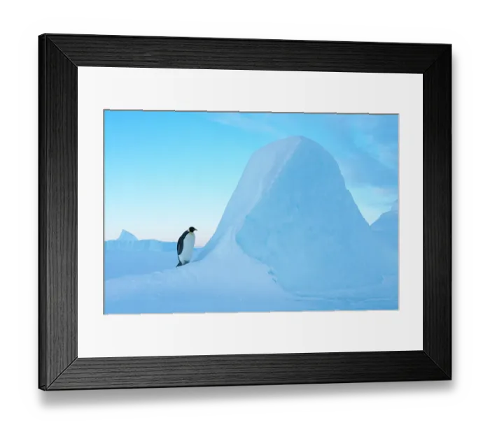 Framed Print : Emperor penguin (Aptenodytes forsteri), Amanda Bay, Prydz Bay, Ingrid Christensen Coast, East Antarctica, November