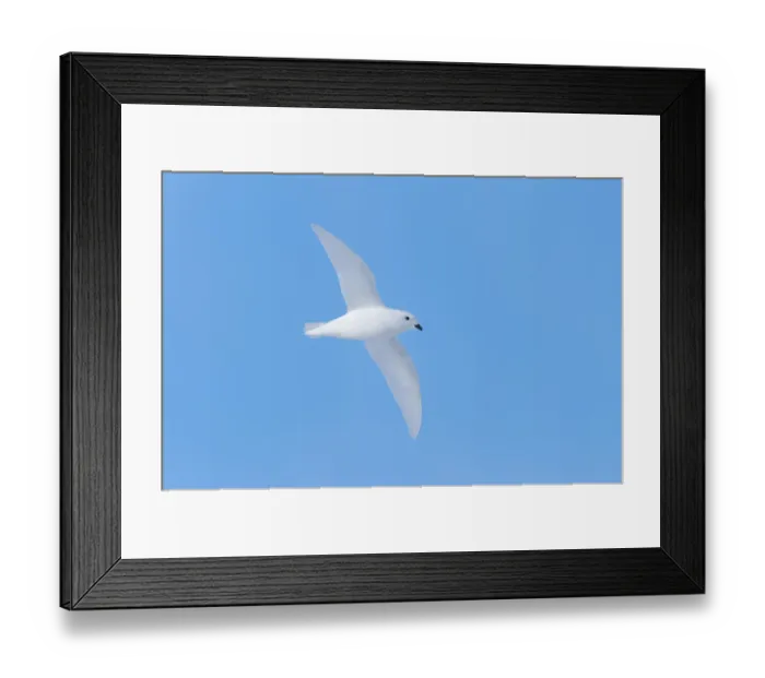 Framed Print : Snow petrel (Pagodroma nivea) flying, Antarctica, November