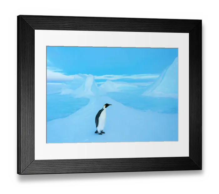 Framed Print : Emperor penguin (Aptenodytes forsteri), Amanda Bay, Prydz Bay, Ingrid Christensen Coast, East Antarctica, November Framed Print : Emperor penguin (Aptenodytes forsteri), Amanda Bay, Prydz Bay, Ingrid Christensen Coast, East Antarctica, November