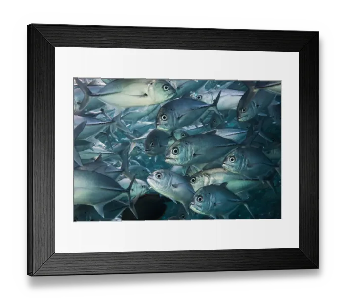 Framed Print : Bigeye trevally or jack (Caranx sexfasciatus) shoal, Sipadan, Malaysia Framed Print : Bigeye trevally or jack (Caranx sexfasciatus) shoal, Sipadan, Malaysia