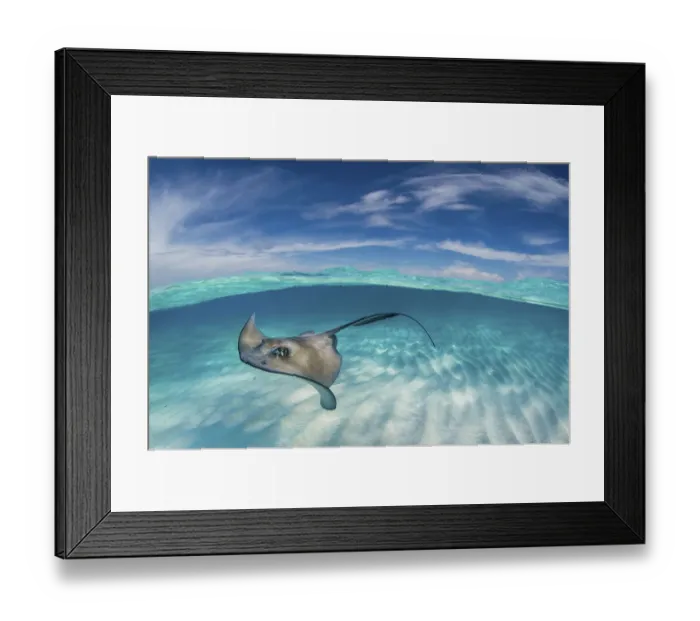 Framed Print : A split level image of Southern stingray (Hypanus americanus) swimming over a sand bar Framed Print : A split level image of Southern stingray (Hypanus americanus) swimming over a sand bar
