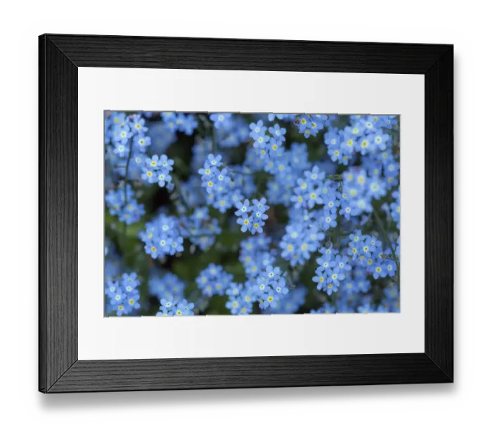 Framed Print : Forget-me-not flowers (Myosotis arvensis) on woodland floor, Norfolk, England, UK, March Framed Print : Forget-me-not flowers (Myosotis arvensis) on woodland floor, Norfolk, England, UK, March