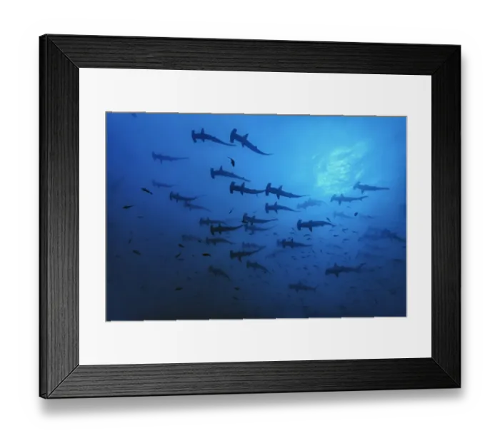 Framed Print : Schooling Scalloped hammerhead sharks (Sphyrna lewini) Cocos Island National Park Framed Print : Schooling Scalloped hammerhead sharks (Sphyrna lewini) Cocos Island National Park