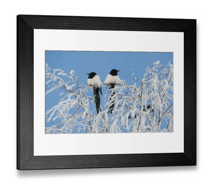 Framed Print : Common magpies (Pica pica) perched on frost covered branches, Jvaskyla, Finland, January Framed Print : Common magpies (Pica pica) perched on frost covered branches, Jvaskyla, Finland, January