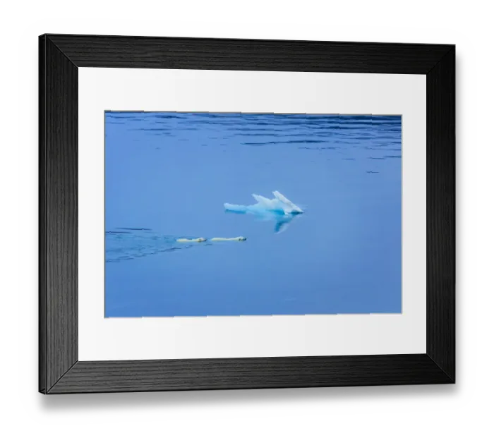 Framed Print : Polar bear (Ursus maritimus) mother and large second year cub swim across calm water Framed Print : Polar bear (Ursus maritimus) mother and large second year cub swim across calm water