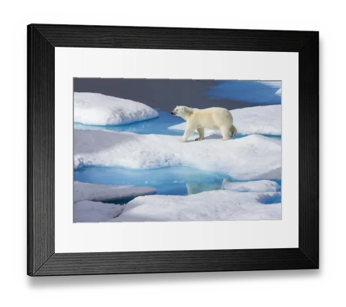 Framed Print : Young Polar bear (Ursus maritimus) walking across melting sea ice, Scott Inlet, Baffin Island Framed Print : Young Polar bear (Ursus maritimus) walking across melting sea ice, Scott Inlet, Baffin Island