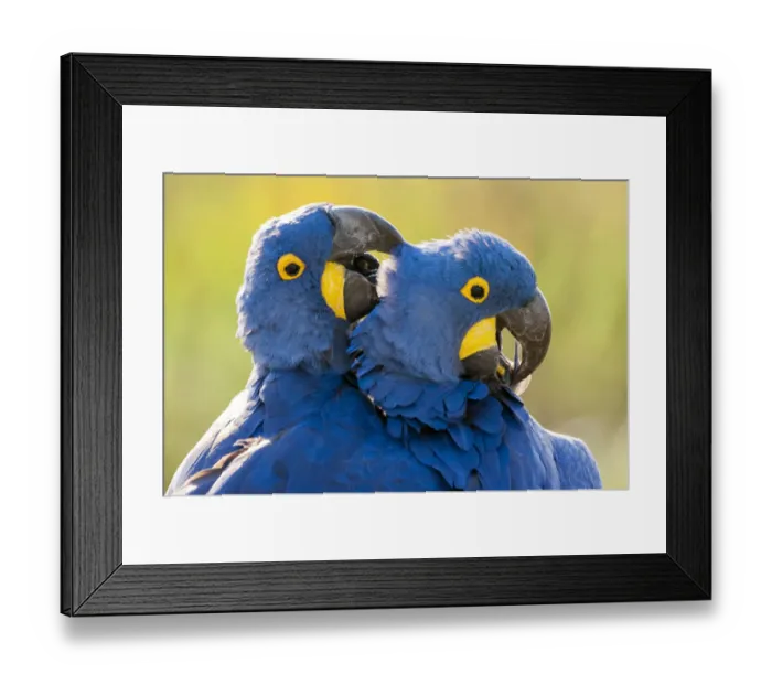 Framed Print : Hyacinth macaws (Anodorhynchus hyacinthinus) mutual preening, Estrada Parque, Pantanal Framed Print : Hyacinth macaws (Anodorhynchus hyacinthinus) mutual preening, Estrada Parque, Pantanal