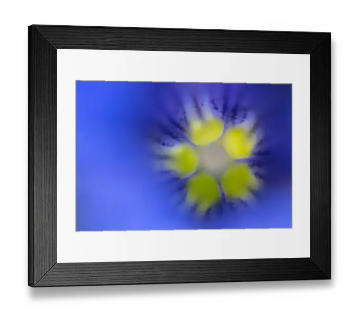 Framed Print : Trumpet / Stemless Gentian flower (Gentiana acaulis) looking down the middle of the flower Framed Print : Trumpet / Stemless Gentian flower (Gentiana acaulis) looking down the middle of the flower