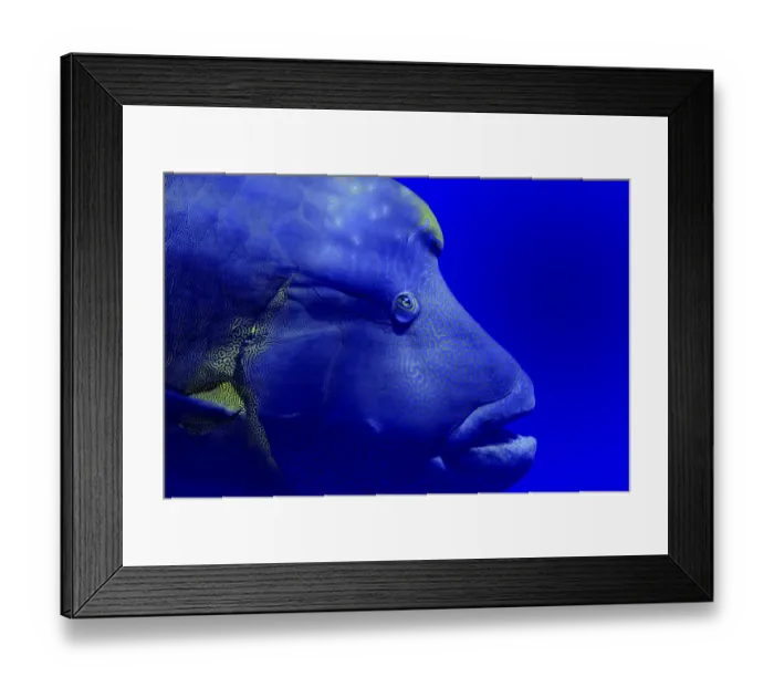 Framed Print : Napoleon wrasse (Cheilinus undulatus) portrait. Red Sea, Egypt. October Framed Print : Napoleon wrasse (Cheilinus undulatus) portrait. Red Sea, Egypt. October