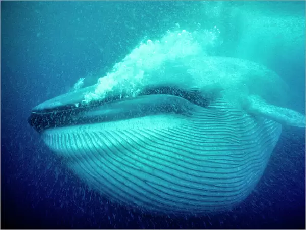 Blue whale (Balaenoptera musculus) underwater, Coronado Islands, Baja California