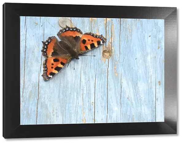 Small tortoiseshell butterfly (Aglais urticae) resting on old painted door. Dorset