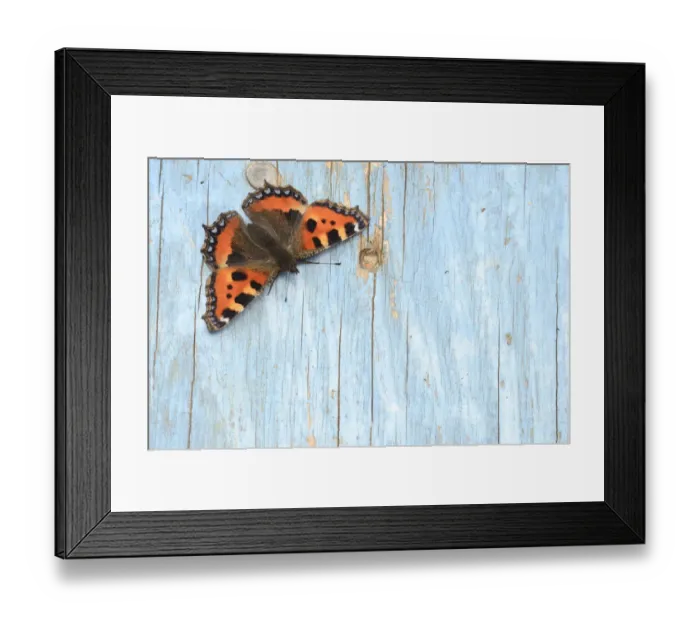 Framed Print : Small tortoiseshell butterfly (Aglais urticae) resting on old painted door. Dorset Framed Print : Small tortoiseshell butterfly (Aglais urticae) resting on old painted door. Dorset