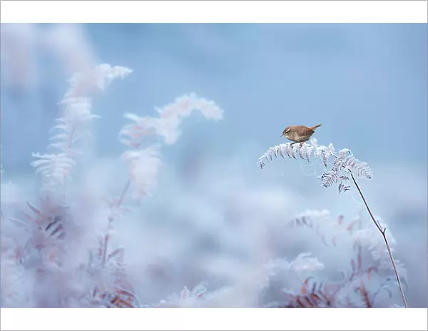 Wren (Troglodytes troglodytes) on frost covered fern, Dunham Massey, Cheshire, UK. Winner of the Habitat Category of the British Wildlife Photographer of the Year Awards (BWPA) 2017