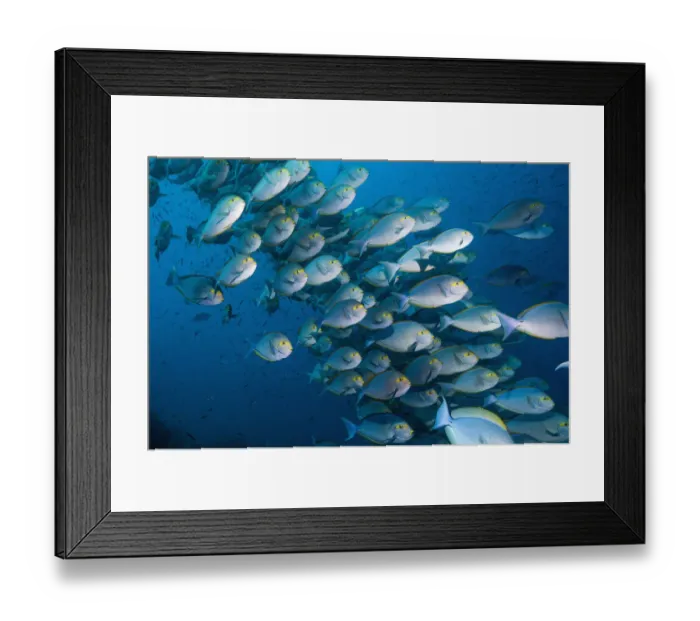 Framed Print : RF- Elongate surgeonfish (Acanthurus mata) school. Indonesia Framed Print : RF- Elongate surgeonfish (Acanthurus mata) school. Indonesia