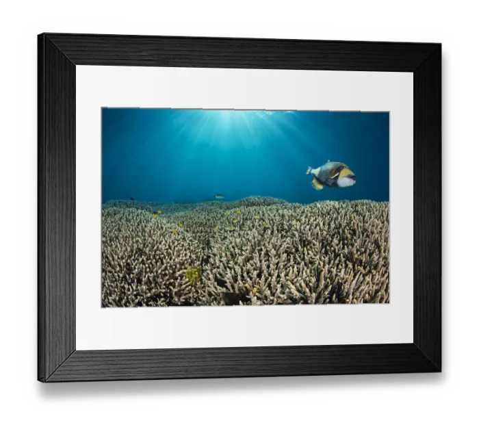 Framed Print : RF - Titan triggerfish (Balistoides viridescens) swimming over hard coral (Acropora sp Framed Print : RF - Titan triggerfish (Balistoides viridescens) swimming over hard coral (Acropora sp