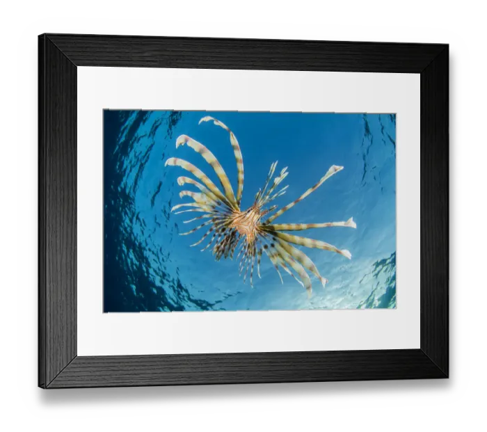 Framed Print : RF - Young lionfish (Pterois volitans) swimming near surface hunting silversides, at dusk