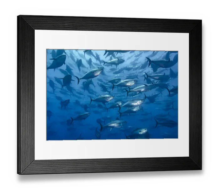 Framed Print : RF - School of large Atlantic bluefin tuna (Thunnus thynnus) captive in a growing pen Framed Print : RF - School of large Atlantic bluefin tuna (Thunnus thynnus) captive in a growing pen